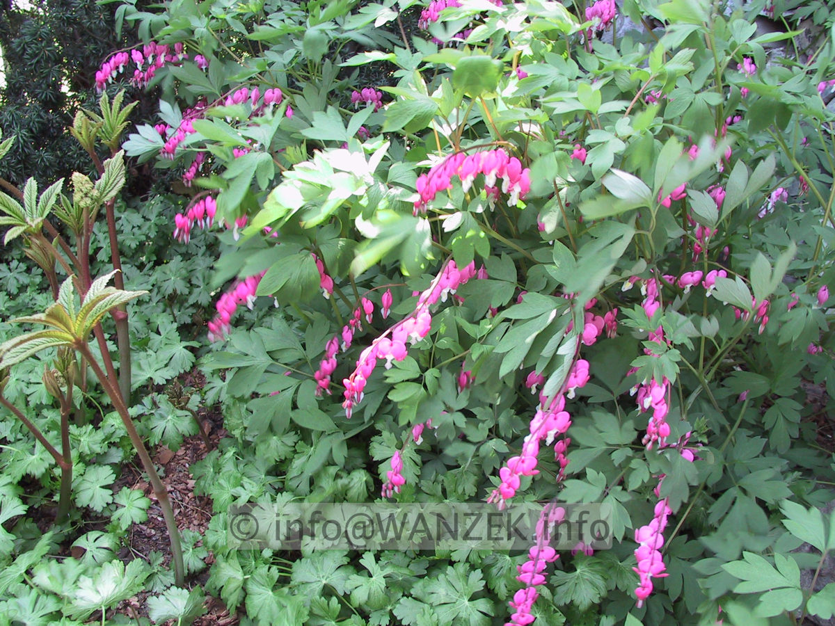 Dicentra spectabilis.JPG